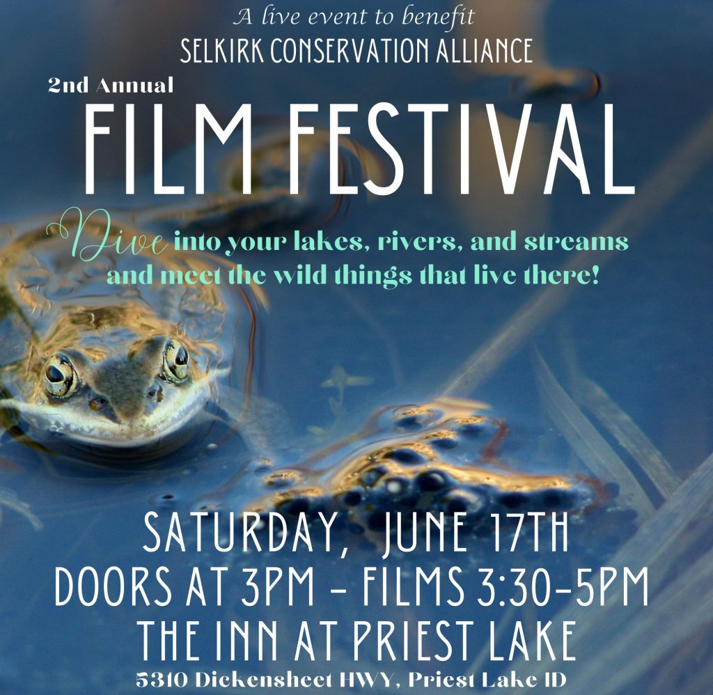 film-festival-flyer