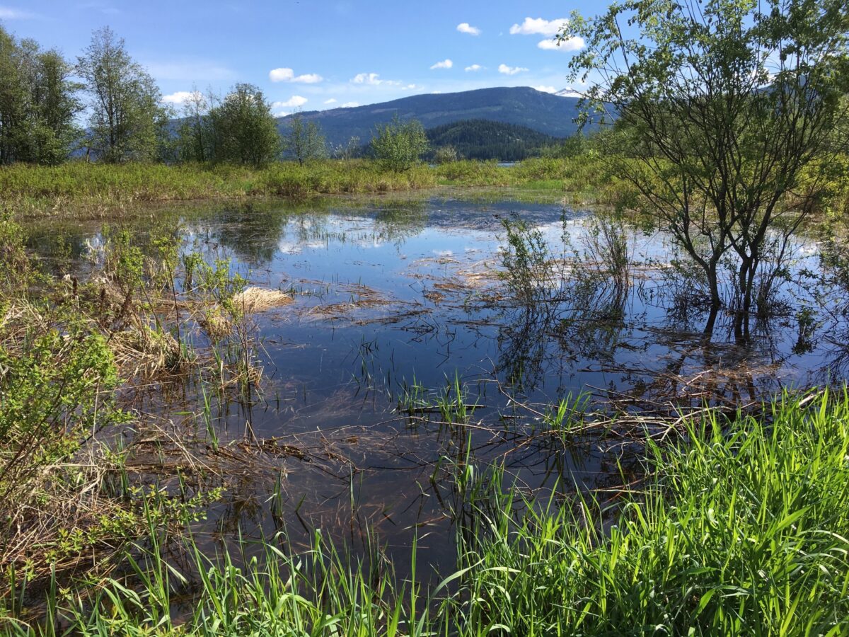 WETLAND DATA INACCURATE FOR 59 (at least) SITES IN NORTHERN IDAHO